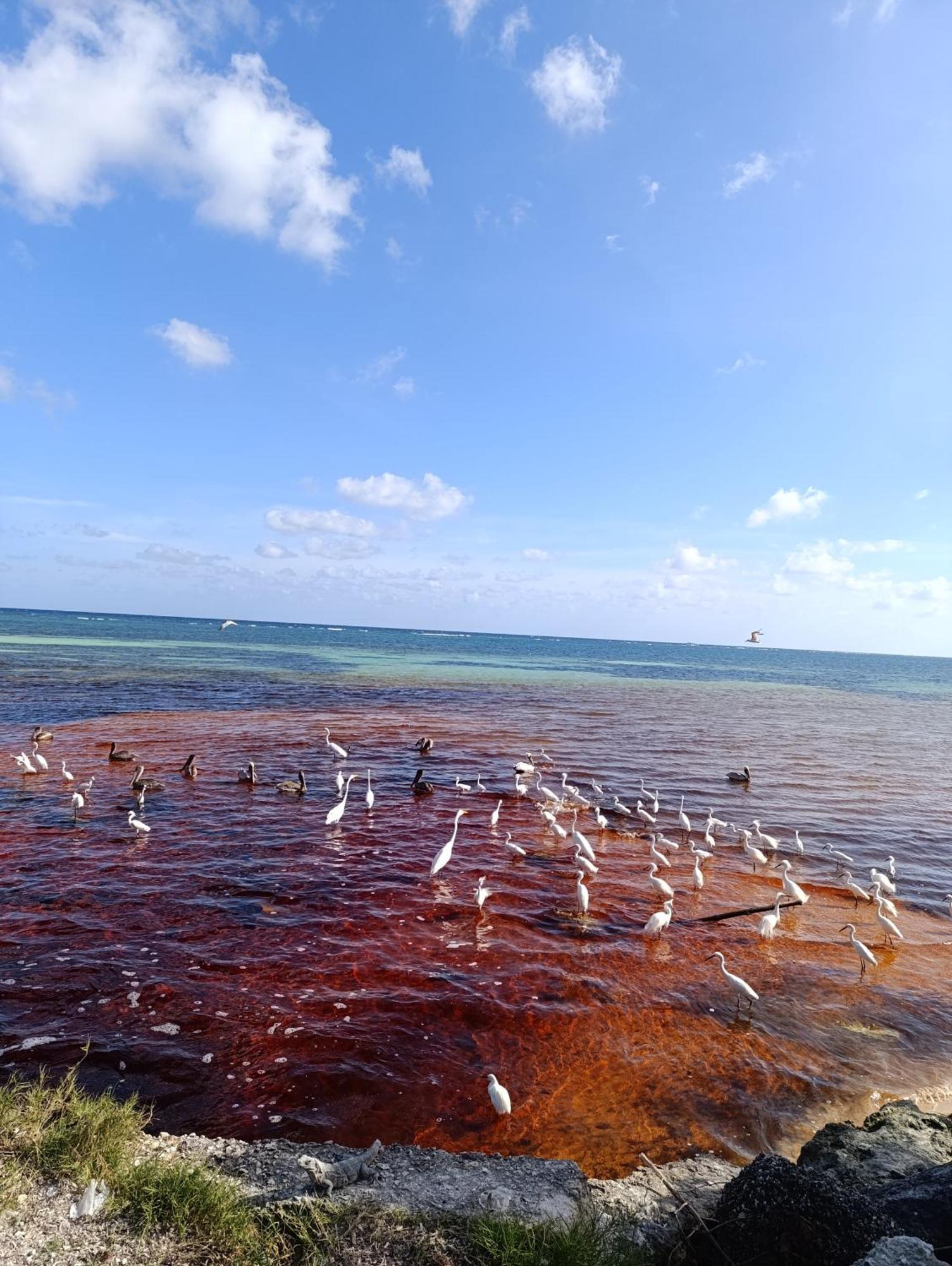 Chez Gigi - Eco Lodge Mahahual Dış mekan fotoğraf